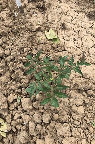 agricolosa 3
