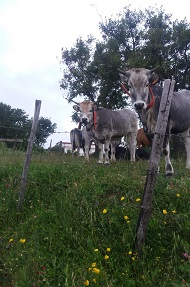 mucche 1