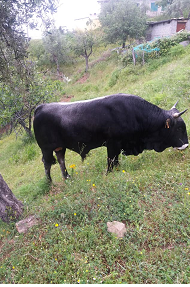 toro 1