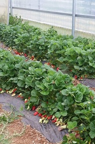 fragole 1