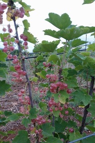 frutti di bosco 1