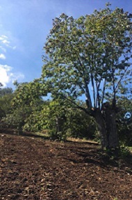 alberi 1