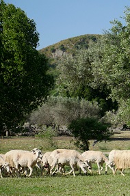 Pecore 1