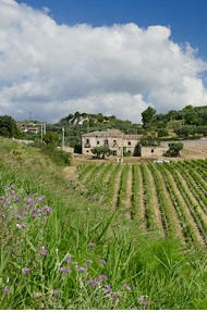 Vigna 1