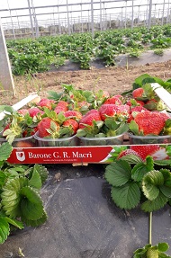 fragole 1