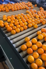 arance coppi
