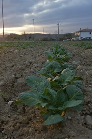 Macchia 1