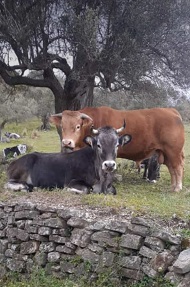 calabria agricola 1 s
