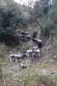 calabria agricola1 s