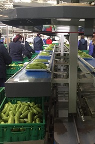 zucchine coppi