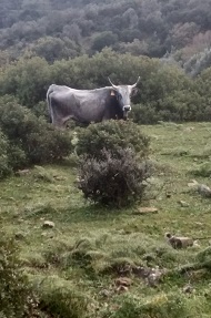 maviglia 1 s