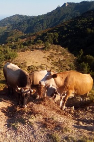 maviglia 3 s