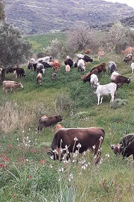 spataro 2