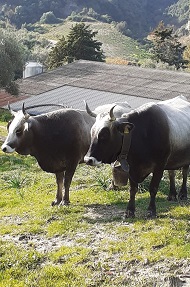 spataro 3