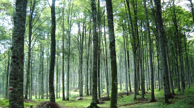 IMG foresta