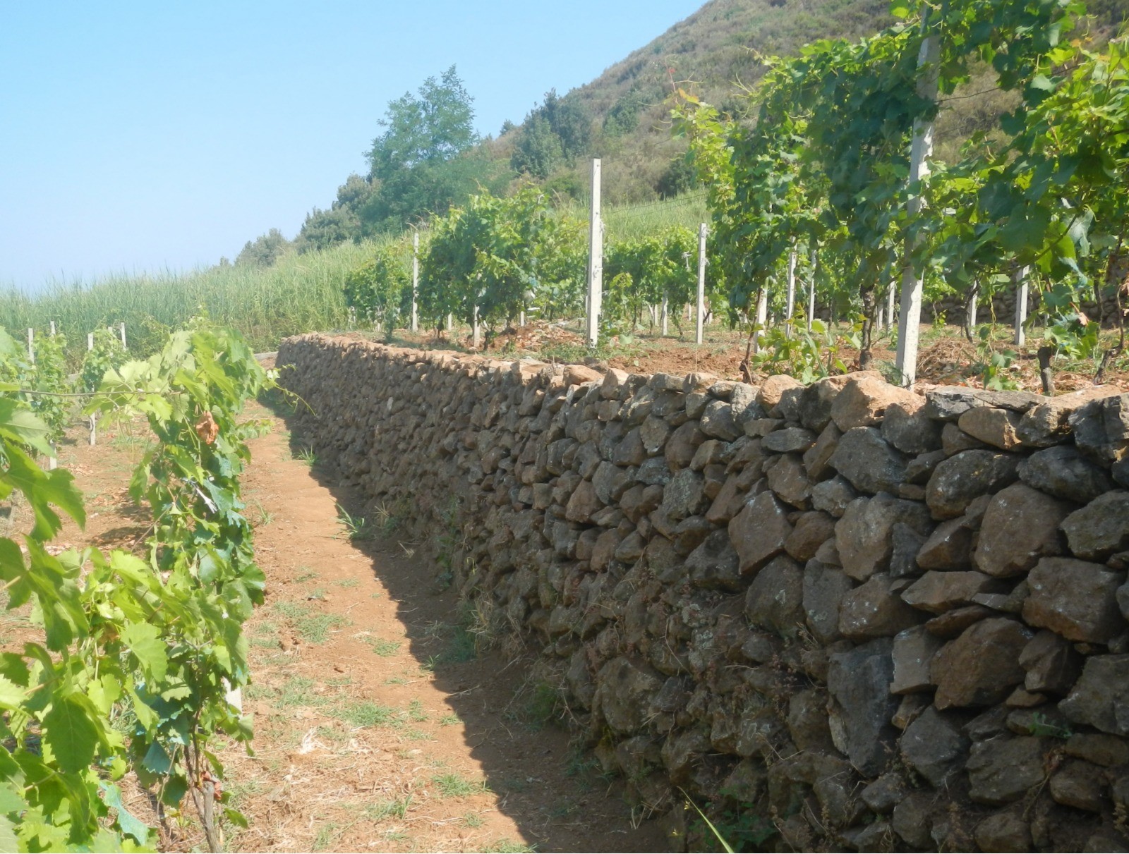 foto vigne